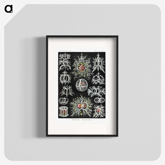 1-38_Ernst-Haeckel_blk