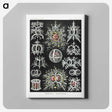 1-38_Ernst-Haeckel_canvas