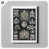 1-38_Ernst-Haeckel_canvas