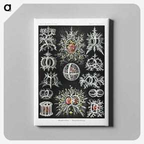 1-38_Ernst-Haeckel_canvas