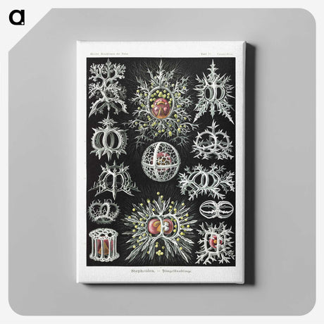1-38_Ernst-Haeckel_canvas