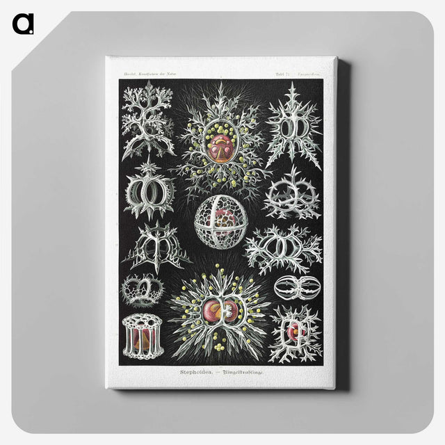 1-38_Ernst-Haeckel_canvas