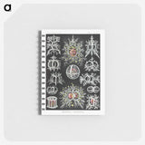 1-38_Ernst-Haeckel_memo