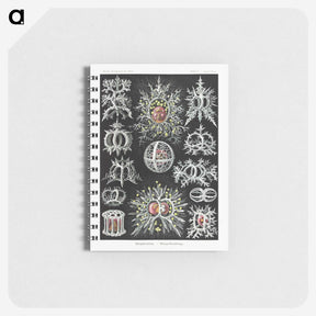 1-38_Ernst-Haeckel_memo