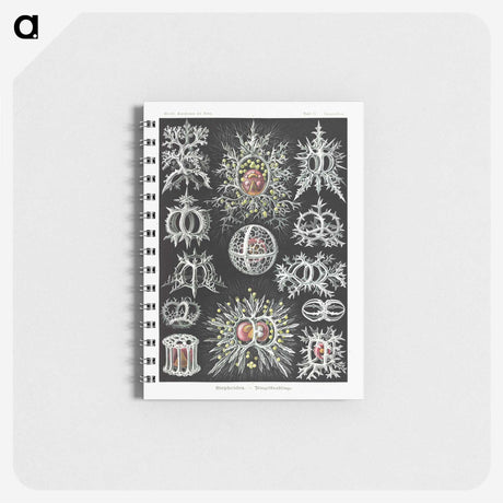 1-38_Ernst-Haeckel_memo