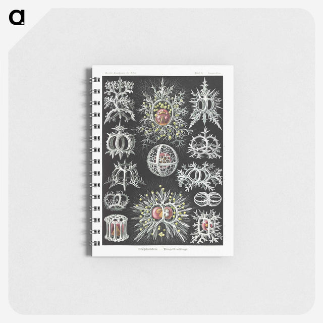 1-38_Ernst-Haeckel_memo