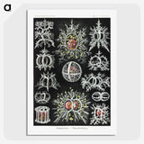 1-38_Ernst-Haeckel_picture-crop