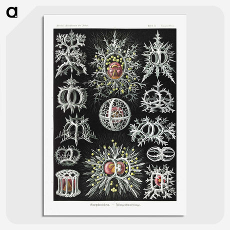 1-38_Ernst-Haeckel_picture-crop