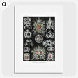 1-38_Ernst-Haeckel_picture