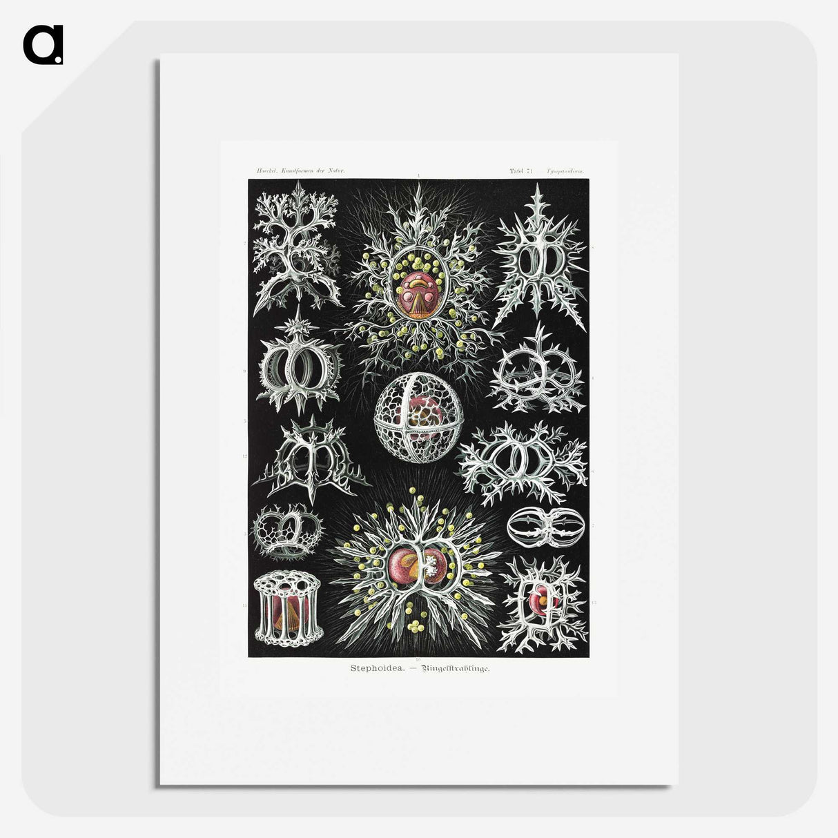 1-38_Ernst-Haeckel_picture