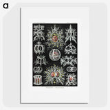 1-38_Ernst-Haeckel_picture