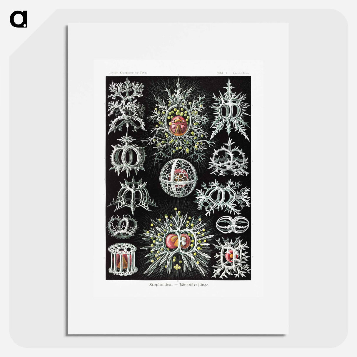 Stephoidea–Ringelstrahlinge - エルンスト ヘッケル Poster.