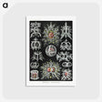 1-38_Ernst-Haeckel_postcard