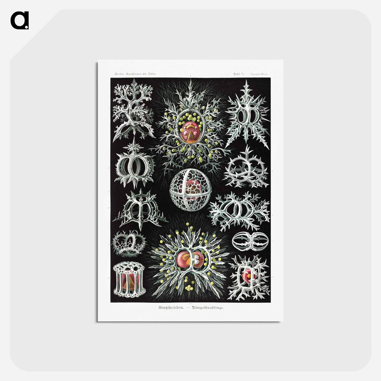 アートポストカード-Stephoidea–Ringelstrahlinge - エルンスト ヘッケル Postcard.