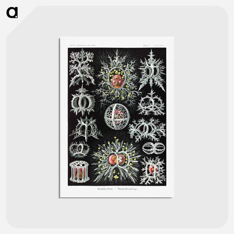 アートポストカード-Stephoidea–Ringelstrahlinge - エルンスト ヘッケル Postcard.