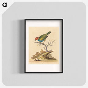 アートポスター-The Red-Headed Finch
 - ジョージ エドワーズ Poster.