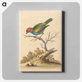 アートパネル-The Red-Headed Finch
 - ジョージ エドワーズ Canvas.