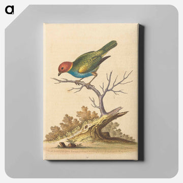 The Red-Headed Finch
 - ジョージ エドワーズ Canvas.