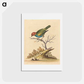 アートポストカード-The Red-Headed Finch
 - ジョージ エドワーズ Postcard.