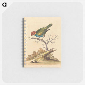 アートメモ帳-The Red-Headed Finch
 - ジョージ エドワーズ Memo.