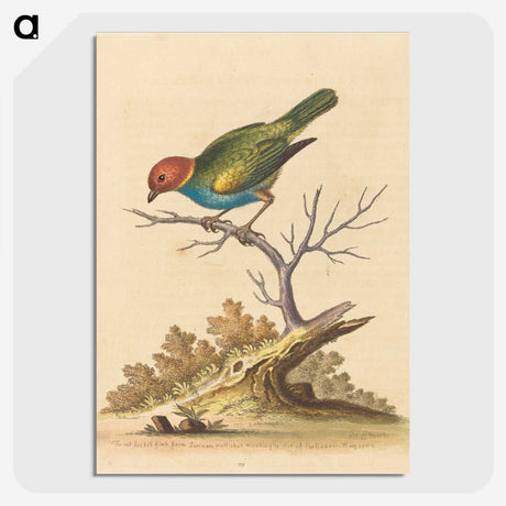 1-38_George-Edwards_picture-crop