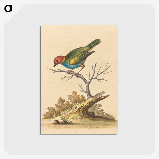 1-38_George-Edwards_postcard