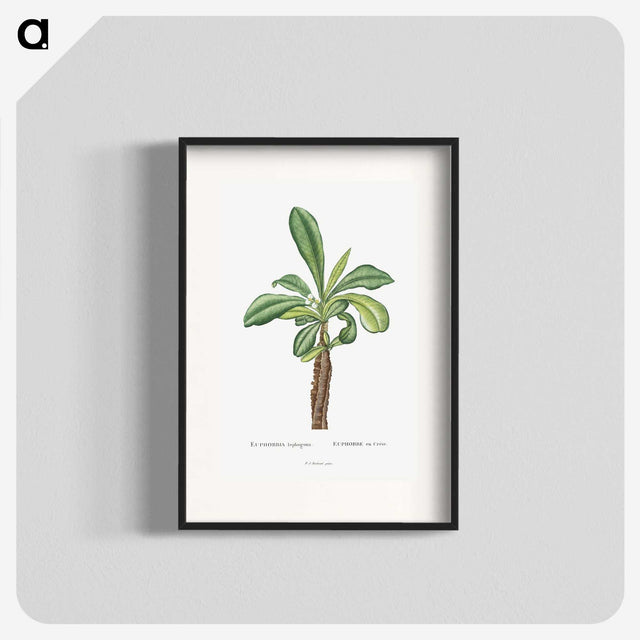 1-38_Histoire-des-Plantes-Grasses_blk