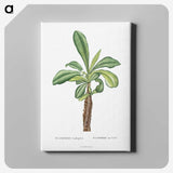 1-38_Histoire-des-Plantes-Grasses_canvas