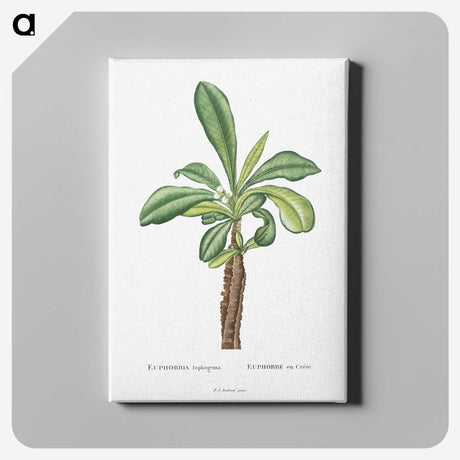 1-38_Histoire-des-Plantes-Grasses_canvas
