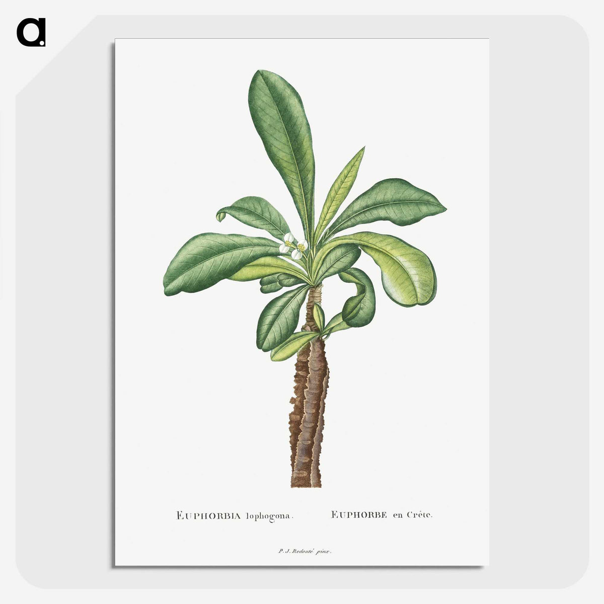 1-38_Histoire-des-Plantes-Grasses_picture-crop