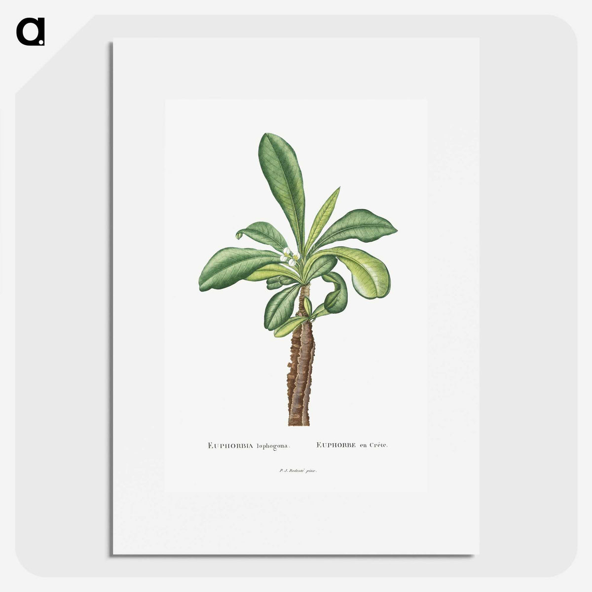 1-38_Histoire-des-Plantes-Grasses_picture