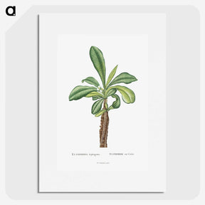 1-38_Histoire-des-Plantes-Grasses_picture