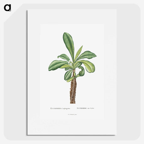 1-38_Histoire-des-Plantes-Grasses_picture