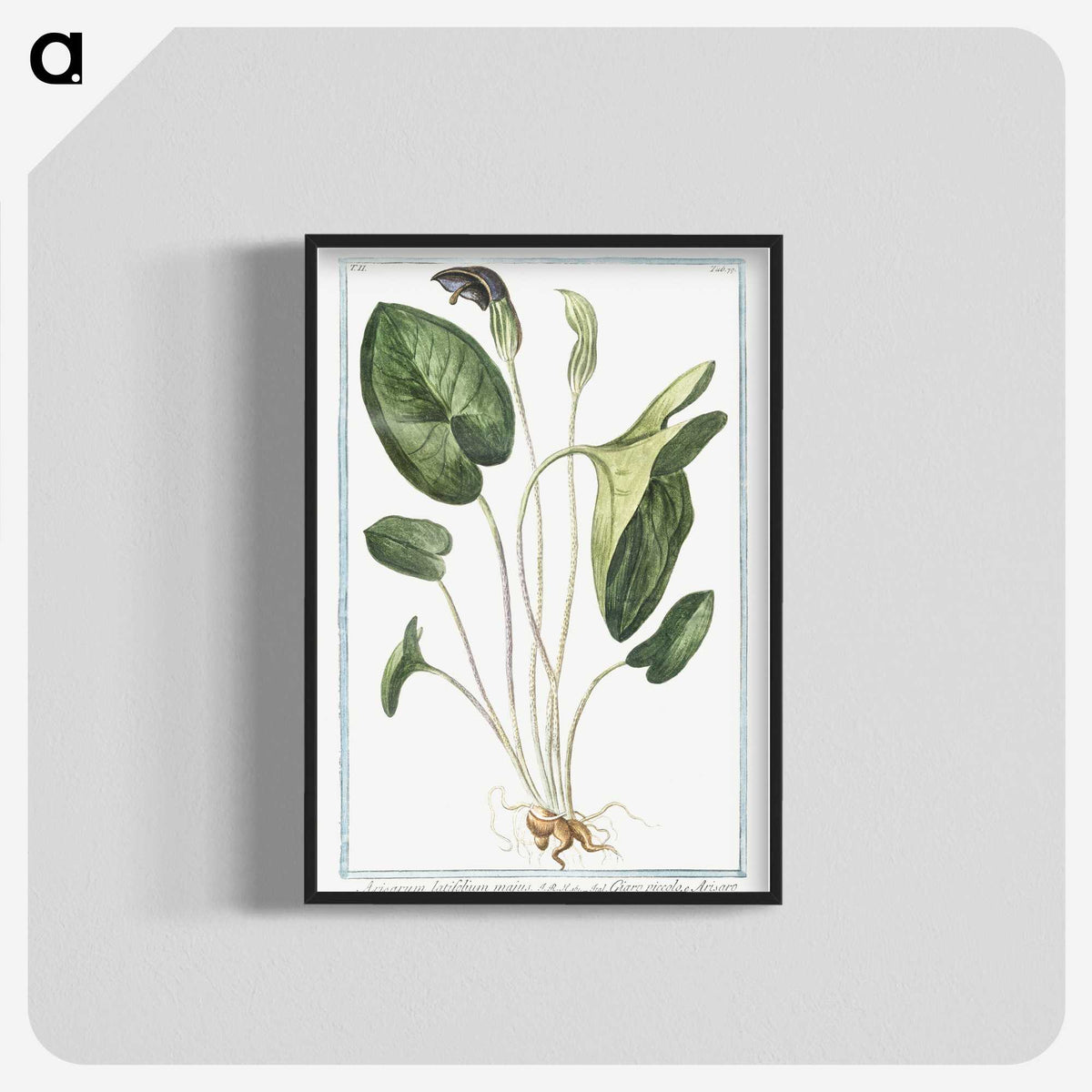 1-38_Hortus-Romanus-Botanical-Plates_blk-crop