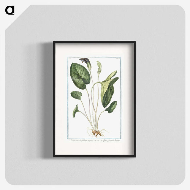 1-38_Hortus-Romanus-Botanical-Plates_blk