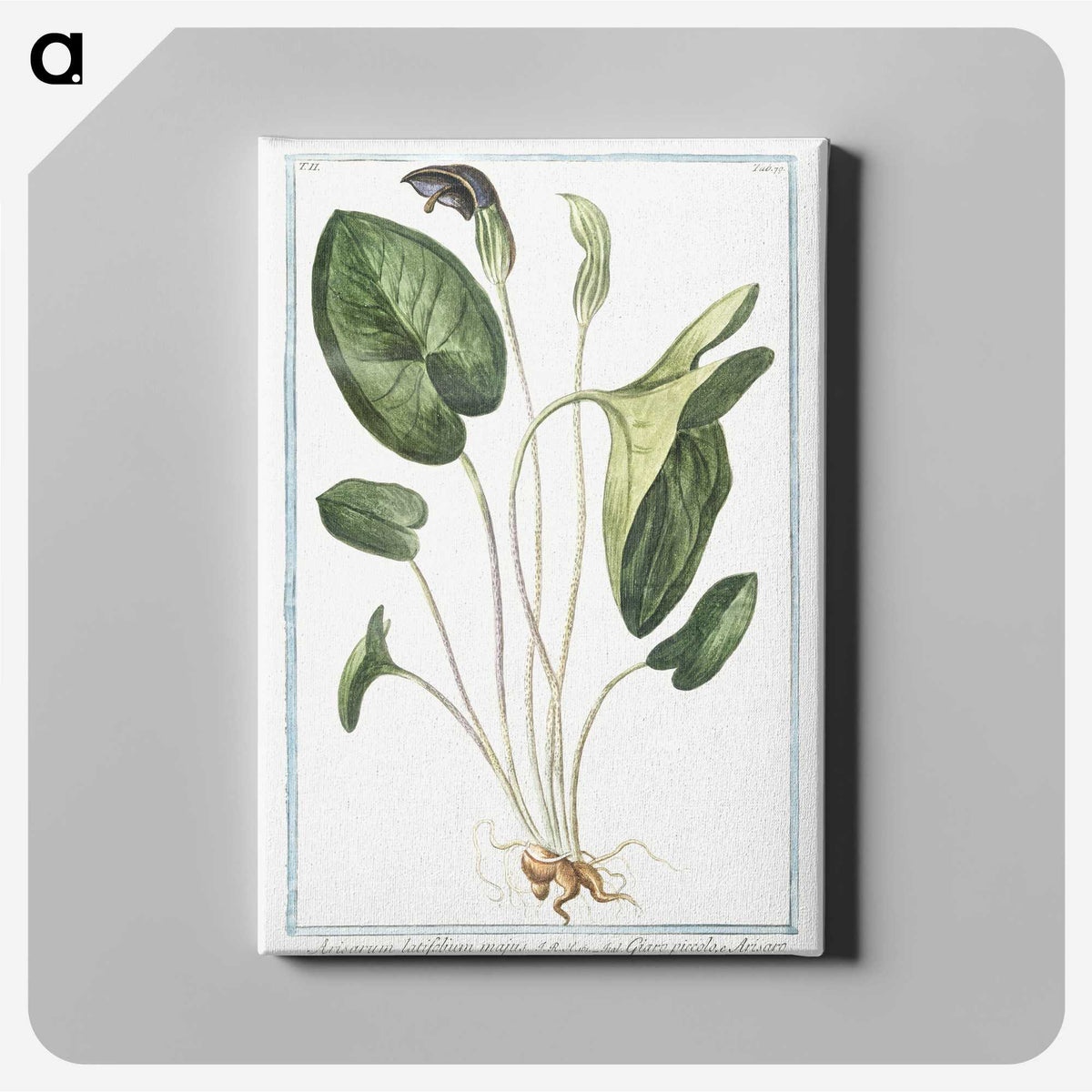 1-38_Hortus-Romanus-Botanical-Plates_canvas
