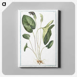 1-38_Hortus-Romanus-Botanical-Plates_canvas
