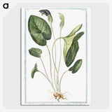 1-38_Hortus-Romanus-Botanical-Plates_picture-crop