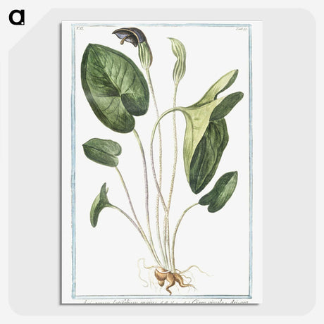 1-38_Hortus-Romanus-Botanical-Plates_picture-crop