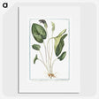 1-38_Hortus-Romanus-Botanical-Plates_picture