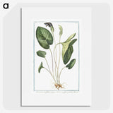 1-38_Hortus-Romanus-Botanical-Plates_picture