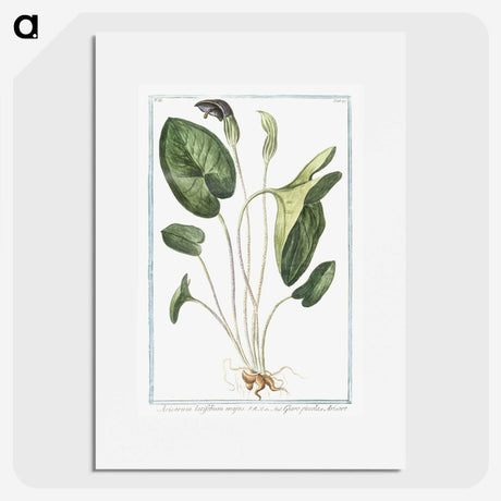 1-38_Hortus-Romanus-Botanical-Plates_picture