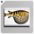 1-38_Ichtyologie-ou-Histoire-naturelle_canvas
