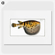 1-38_Ichtyologie-ou-Histoire-naturelle_picture