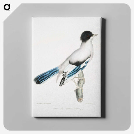 1-38_Indian-Zoology_canvas