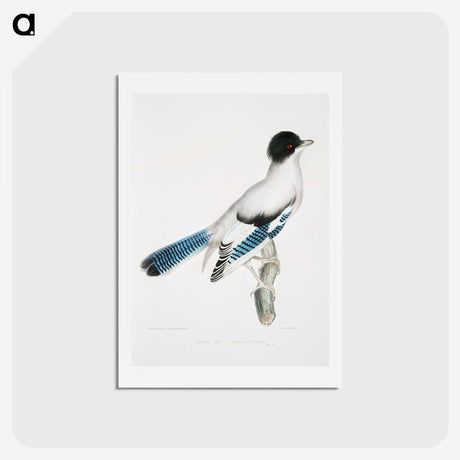 1-38_Indian-Zoology_hagaki