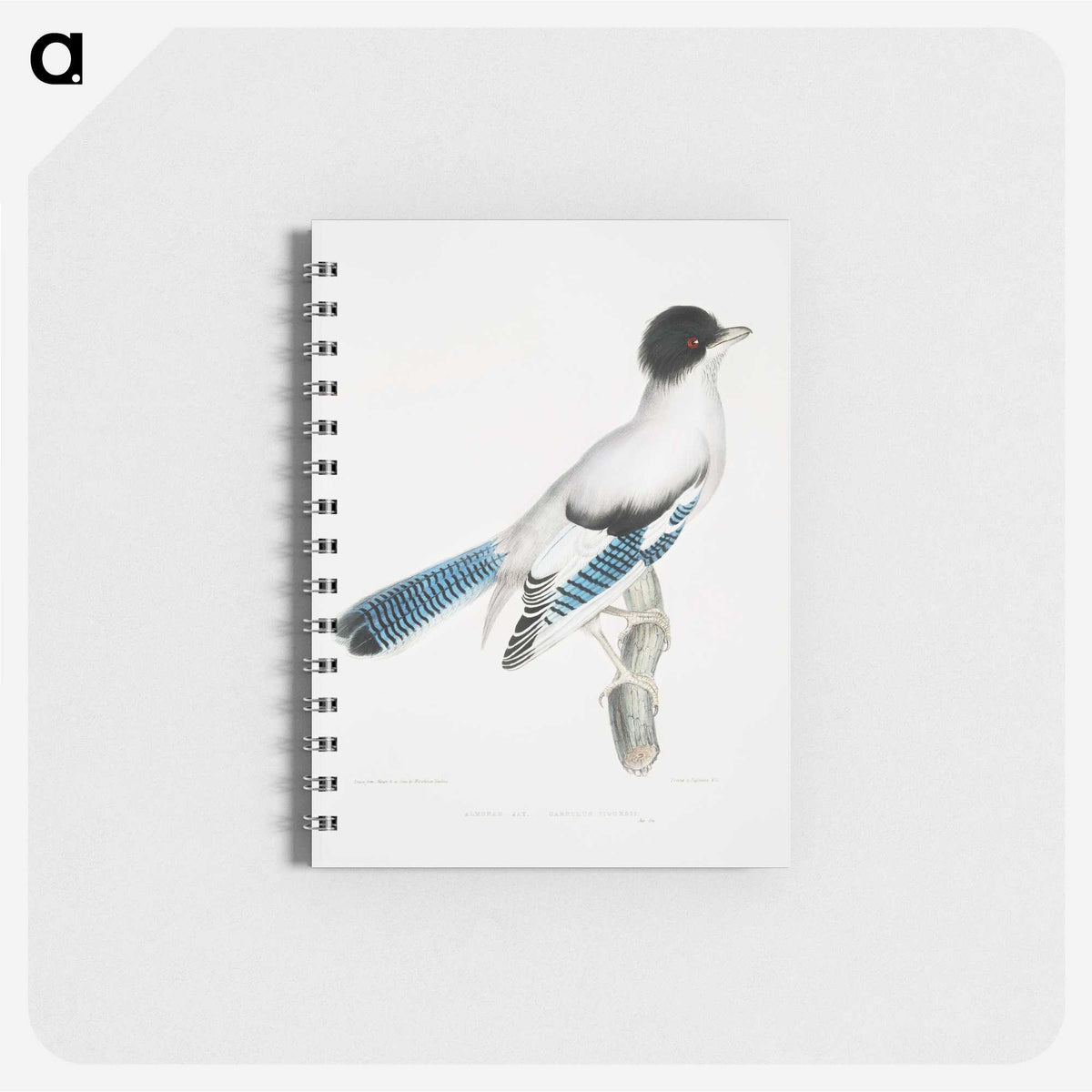 1-38_Indian-Zoology_memo