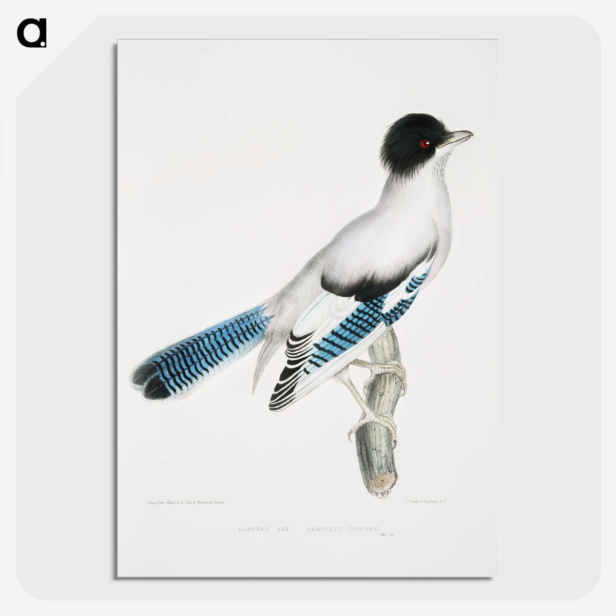 1-38_Indian-Zoology_picture-crop