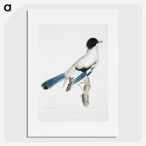 1-38_Indian-Zoology_picture
