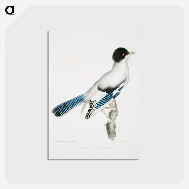 1-38_Indian-Zoology_postcard